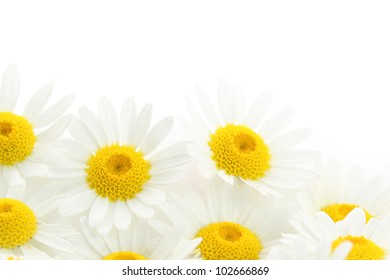 White Daisy Flowers Watercolor Painting Stock Illustration 1275903607