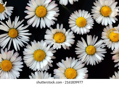 Daisies Flowers Floating On Water Full Frame Background