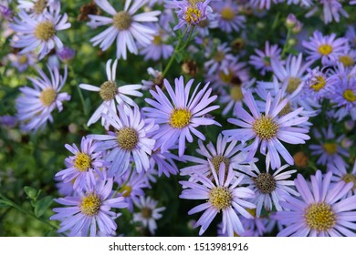 Daisies Flowers That Represent Innocent Innocence Stock Photo (Edit Now