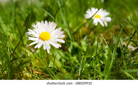 daisies in grass