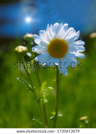 Similar – Gänseblümchen-Wald Blume