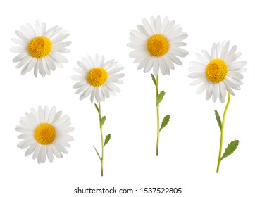 776,437 Daisy petals Images, Stock Photos & Vectors | Shutterstock