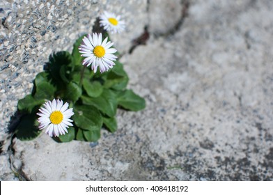 Daisies growing on a stone wall - symbol of strenght. - Powered by Shutterstock