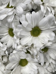 Daisies Have A Simple And Delicate Beauty That Is Far From Ostentatious.