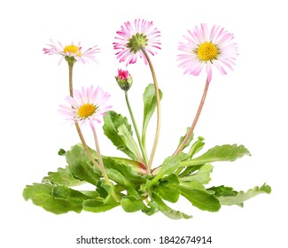 Daisies With Leaves, Isolated Plant