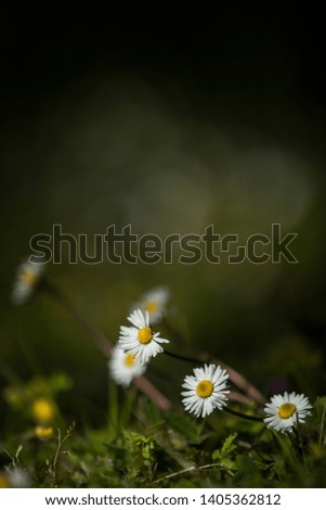 Similar – daisies Colour photo