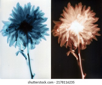 Daisies, A Lumen Print Photography, An Image Created On Photographic Paper