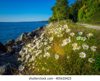 Daisies On The Beach. Discovery Park Seattle