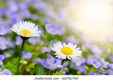 Daisies On Field With Lens Flare And Sunbeams