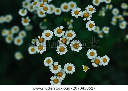 Similar – Image, Stock Photo small white Flower Plant