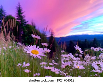 Daisies On Green Mountain In A Pink Oregon Summer Sunset