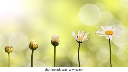 Daisies on green nature background, stages of growth