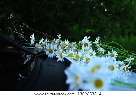 daisies on the hood of the car