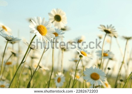 Daisies on a spring meadow in the early morning.