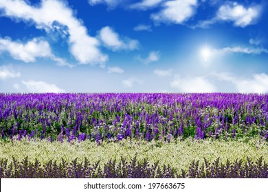 Flowers Against Sky High Res Stock Images Shutterstock