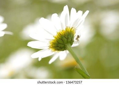 DAISY