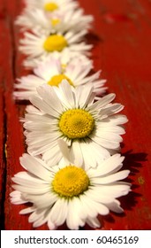 Daisy