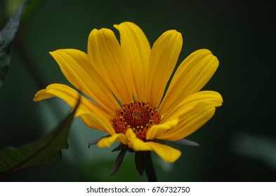 Daisy