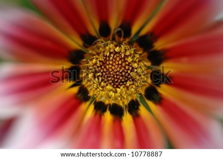 Gerbera