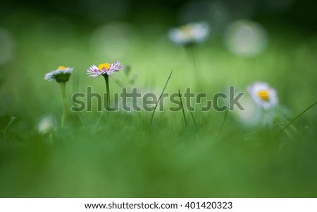 Similar – little flower Environment