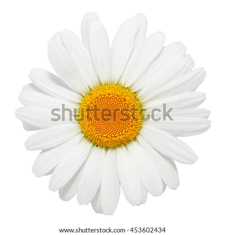daisy