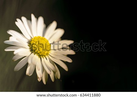 Similar – Image, Stock Photo silent Garden Nature Plant