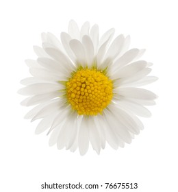 Daisy - Bellis Perennis