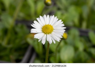 the daisy (Bellis perennis) flower - Shutterstock ID 2129881634
