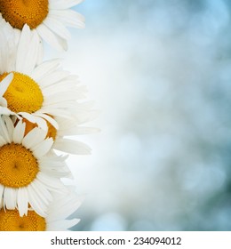 8,513 Daisy border isolated Stock Photos, Images & Photography ...