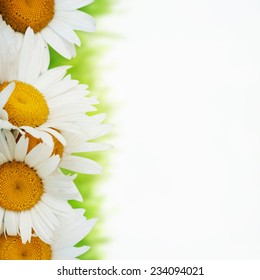 Daisy Border 