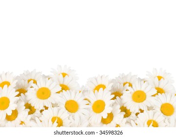 Daisy Border