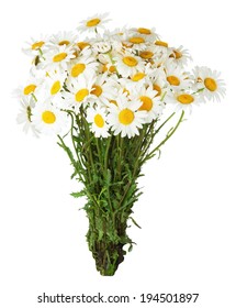 Daisy Bouquet On The White Background