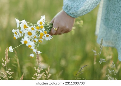 Daisy bouquet in woman hand in evening summer countryside, close up. Young female gathering wildflowers in meadow. Carefree atmospheric moment - Powered by Shutterstock