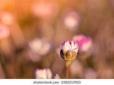daisy buds at twilight in spring