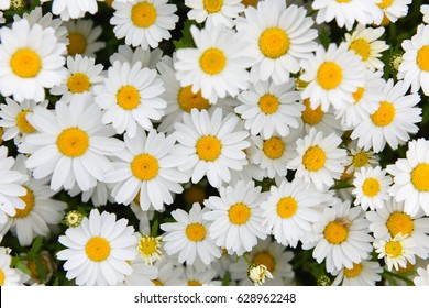Daisy Camomile Flower