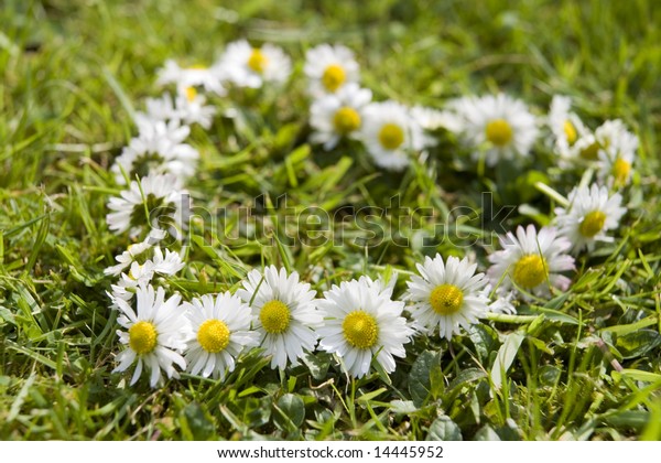 daisy chain in\
the shape of a heart on the\
grass