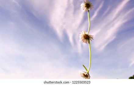 Daisy Chain And Sky