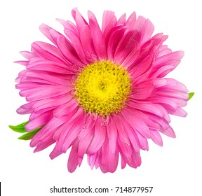 Daisy chrysanthemum chamomile isolated on white background with clipping path