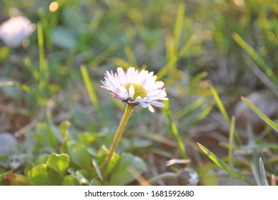 Daisy close up in the grass