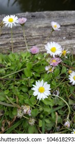daisy close up texture