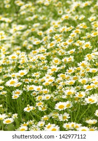 daisy field