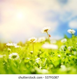 Daisy field - Powered by Shutterstock