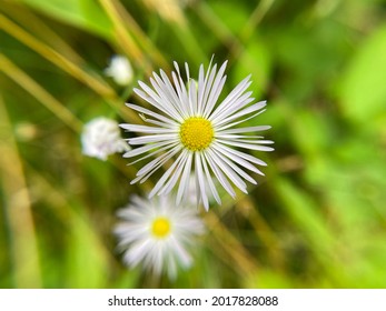 Daisy in the field, close up