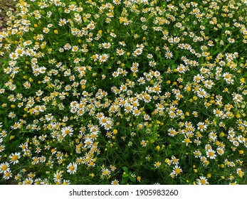 Daisy field flower background close up