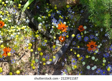 Daisy Field In Spring In The Namaqualand.