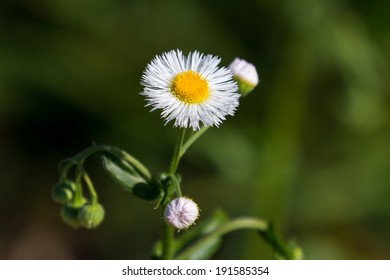 Daisy Fleabane