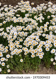 Daisy Fleabane, Spring, Eff Fried Flower