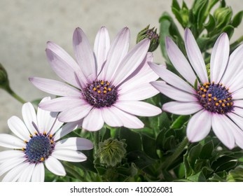 daisy flower