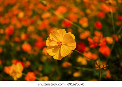 Daisy Flower