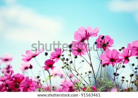 Similar – Image, Stock Photo Spring flower against a yellow background